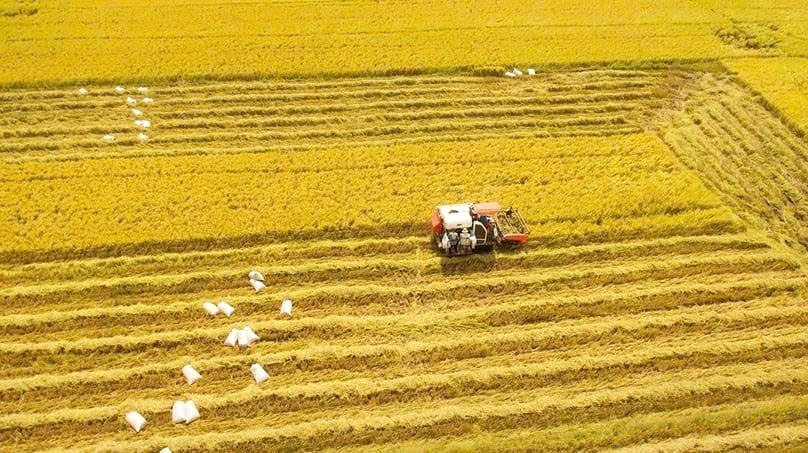 Post-merger: Mekong Delta emerges as strategic growth hub